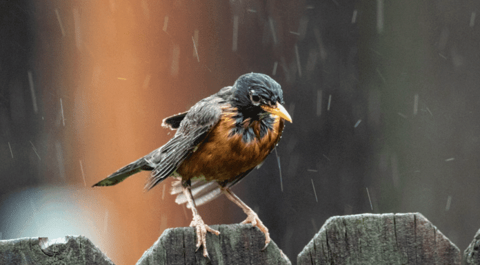Rain riding guide for Monsoon lovers- A guide on how to ride in rainy & wet conditions. Riding on a rainy day