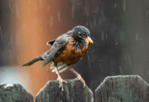 Rain riding guide for Monsoon lovers- A guide on how to ride in rainy & wet conditions. Riding on a rainy day