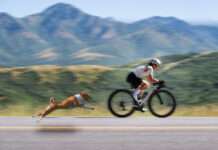 Why do dogs chase cyclists? How to respond to this kind of threat? Dogs chasing cyclists