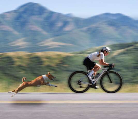 Why do dogs chase cyclists? How to respond to this kind of threat? Dogs chasing cyclists