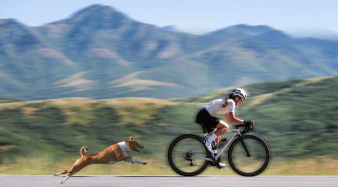 Why do dogs chase cyclists? How to respond to this kind of threat? Dogs chasing cyclists