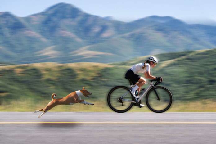 Dogs chasing cyclists